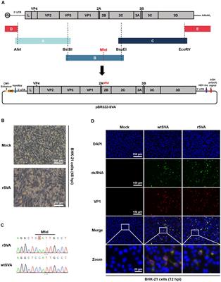 Development and characterization of a recombinant Senecavirus A expressing enhanced green fluorescent protein